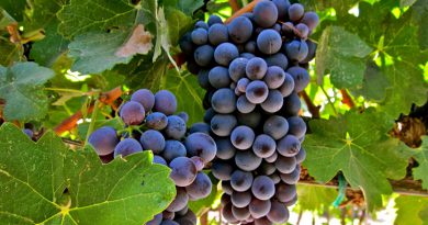 Uva Barbera, uma das mais plantadas na Itália Uva Barbera, uma das mais plantadas na Itália