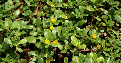 Pesquisadora dá dicas para quem quer montar um jardim de PANC em casa Pesquisadora dá dicas para quem quer montar um jardim de PANC em casa