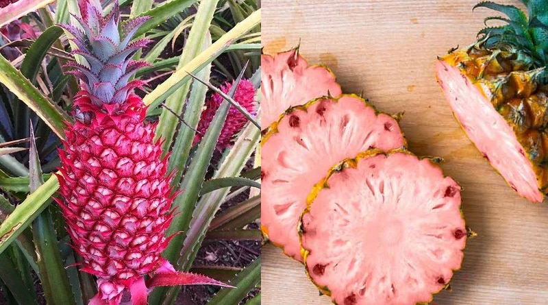 Abacaxi rosa é a nova sensação da gastronomia e do Instagram