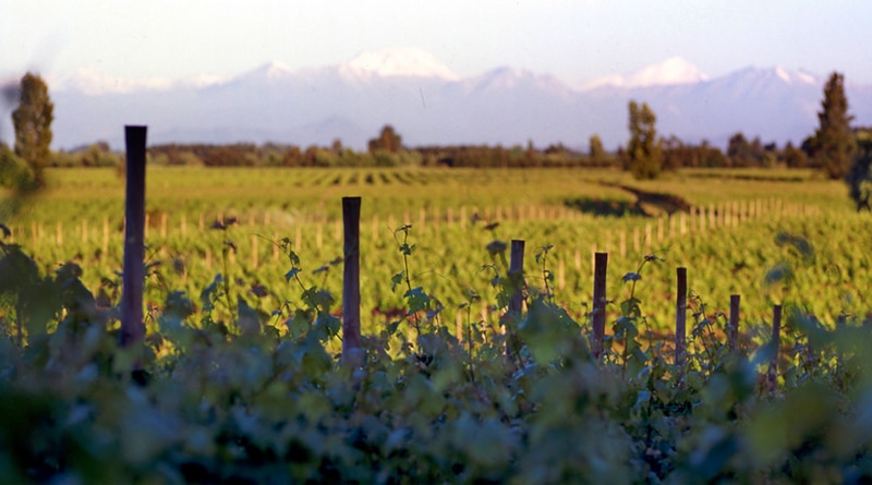 Bev Group apresenta os vinhos chilenos Casa Donoso