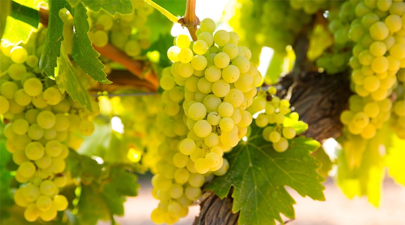 Conheça as principais uvas brancas do mundo
