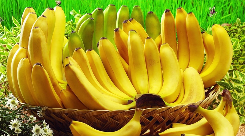 Dia da Banana é celebrado em 22 de setembro