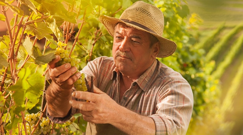Aprenda a cultivar uvas para a produção de vinhos