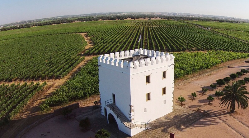 Qualimpor lança o vinho Trincadeira 2016