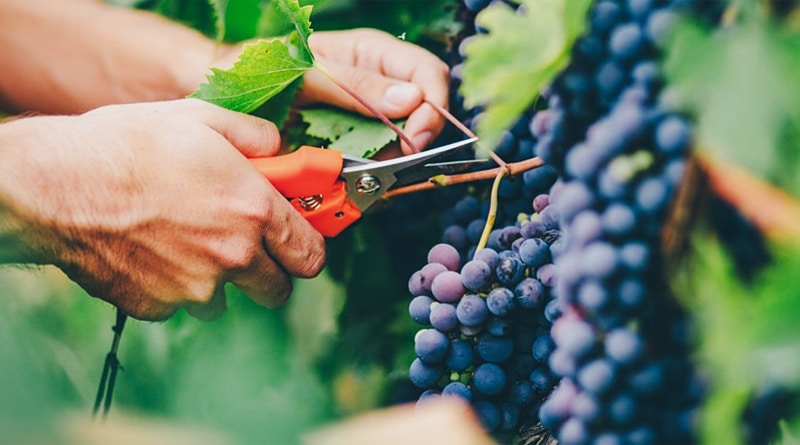 Entenda o que é “colheita tardia” e seu uso na produção de vinho