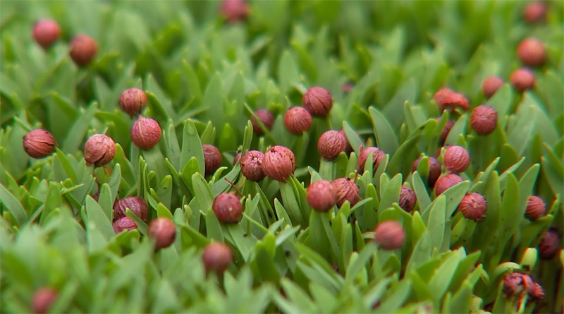 Produtores de Cerquilho e Ribeirão Branco investem em brotos comestíveis