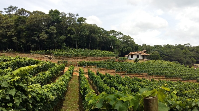 São Roque tem programação especial para comemorar o Dia do Vinho