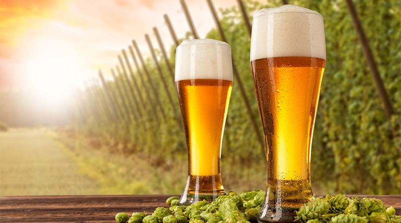 Confraria Hallertau celebra a primavera com cervejas especiais