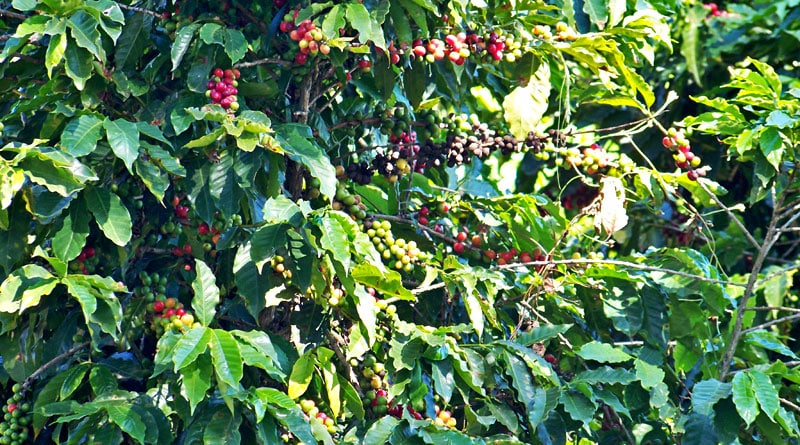 Novo passeio “Do Cafezal ao Cafezinho” acontece dia 15 de setembro em Itu