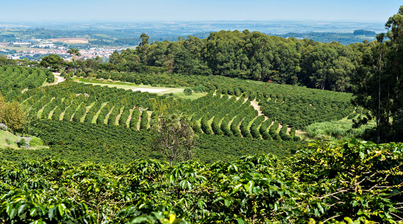 Vinícola Guaspari em Espírito Santo do Pinhal lança o Café Guaspari