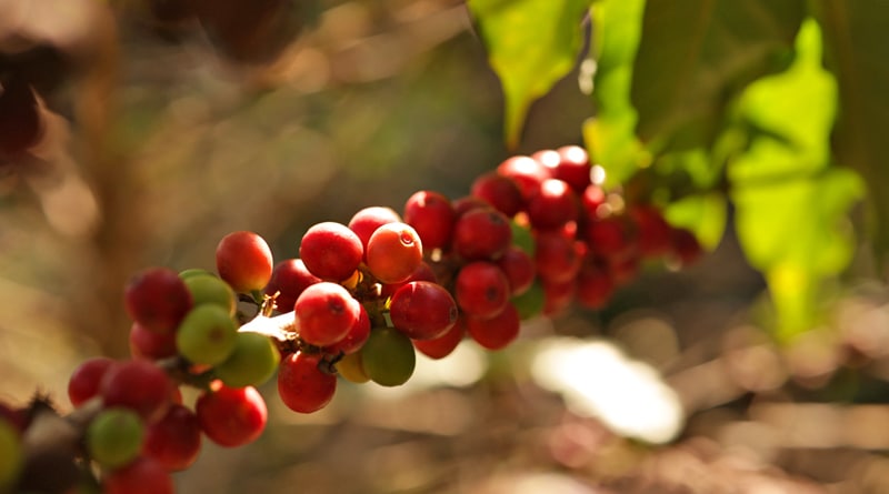 Vinícola Guaspari em Espírito Santo do Pinhal lança o Café Guaspari