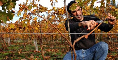 Grand Cru apresenta vinhos veganos e biodinâmicos em seu portfólio