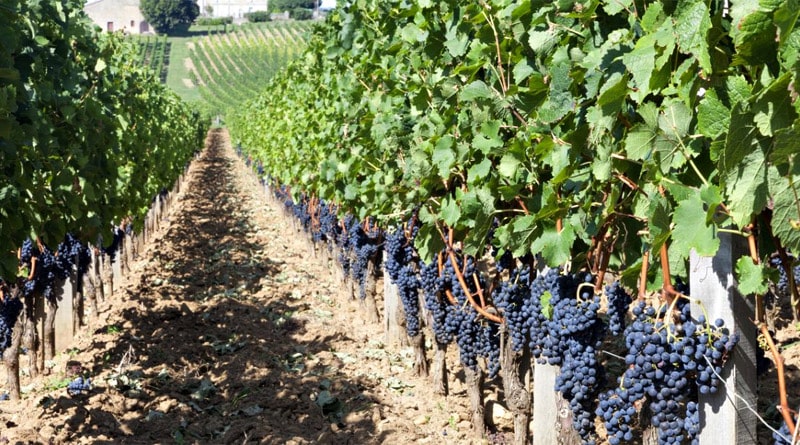 Tudo que você precisa saber sobre vinhos franceses