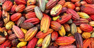 26 de março: Dia do Cacau
