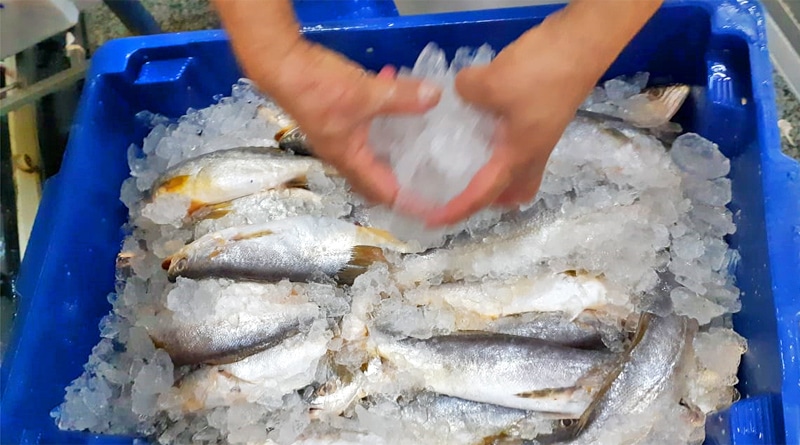 Como escolher peixe fresco para a Páscoa