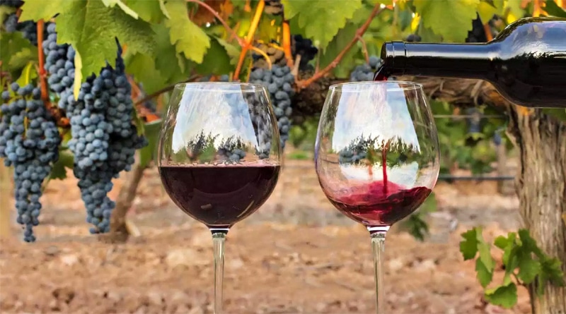 Como identificar taninos nos vinhos