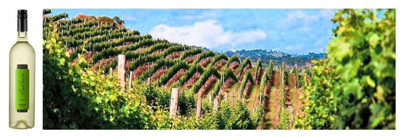 Serra Catarinense: bons vinhos e belas paisagens