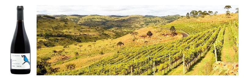 Serra Catarinense: bons vinhos e belas paisagens