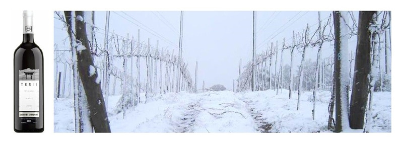 Serra Catarinense: bons vinhos e belas paisagens