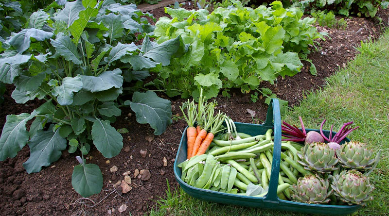 A alimentação do século XXI