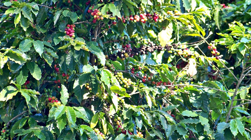 Dia 29 de junho tem novo passeio Do Cafezal ao Cafezinho em Itu