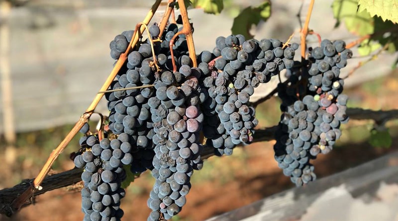 Vinícola de Ituverava realiza Festa da Vindima “Colheita das Uvas” neste sábado