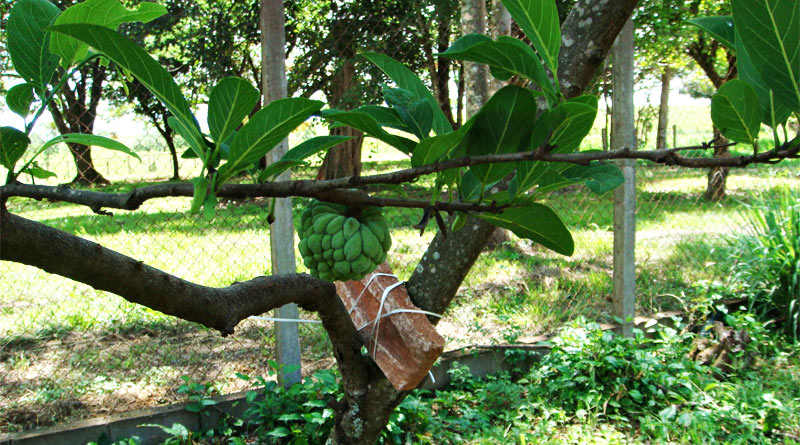 Mito ou verdade? Secretaria do Estado esclarece dúvidas na produção de frutas