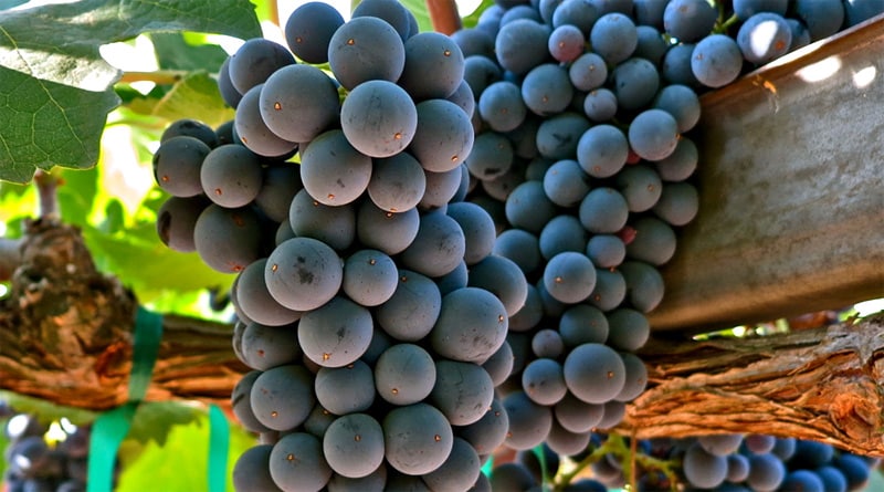 Uva Sangiovese: tudo que você precisa saber sobre essa joia da Toscana