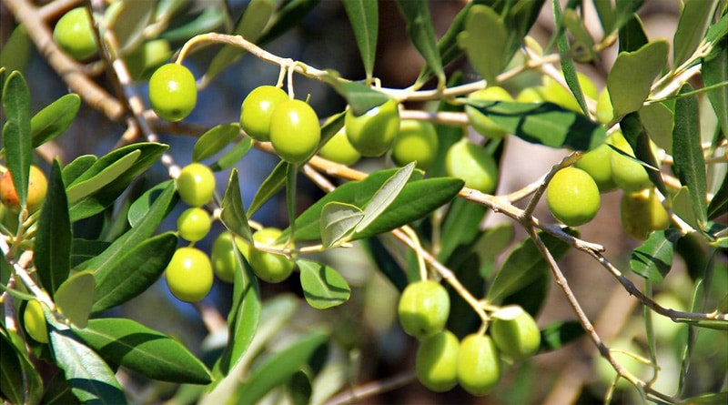 Azeite bom? Só cuidando da oliveira!