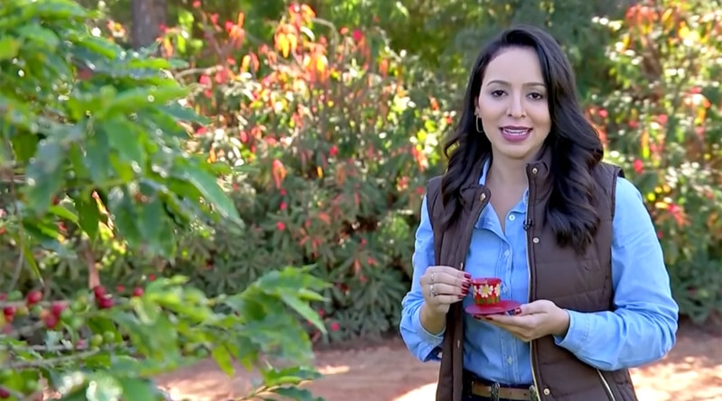 Roteiro “Do Cafezal ao Cafezinho” foi destaque no Antena Paulista da Rede Globo