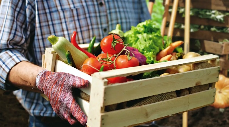 Alimentação sustentável: agricultura familiar movimenta a economia no País