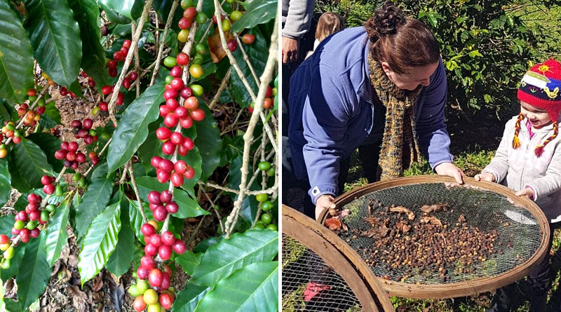 Neste domingo ocorre no interior de SP novo passeio “Do Cafezal ao Cafezinho”