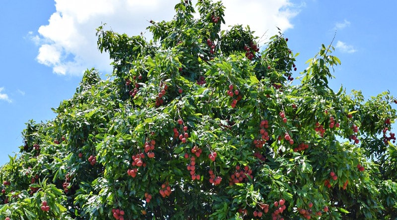 Parque Maeda em Itu tem tradicional visita à plantação de lichia