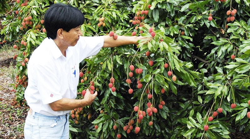 Parque Maeda em Itu tem tradicional visita à plantação de lichia