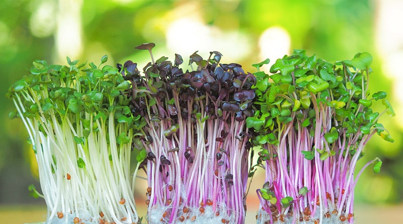 Microverdes ou microgreens: tendência na horticultura