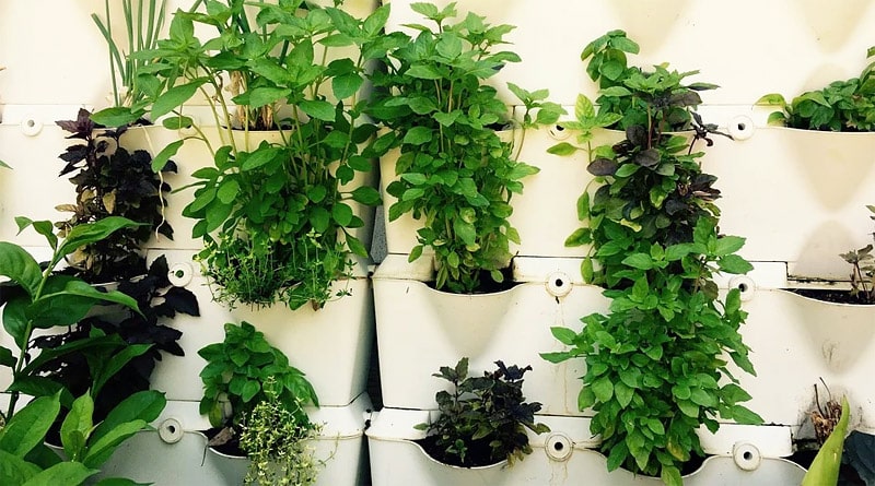 6 temperos para cultivar em casa e sua importância para saúde