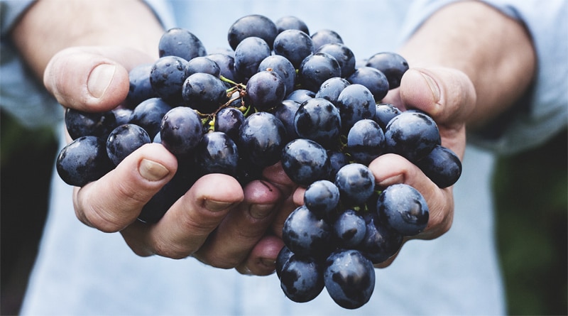 Principais benefícios da uva para a saúde