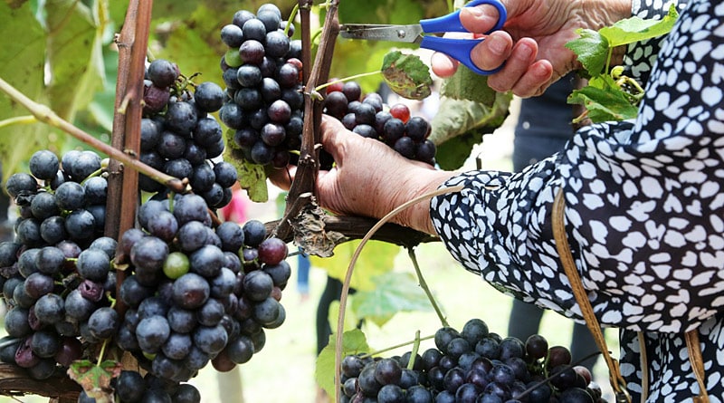 Quinta do Olivardo em São Roque tem 1ª Colheita da Uva em janeiro