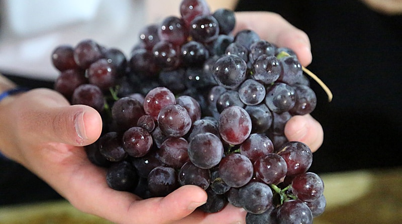 Quinta do Olivardo em São Roque tem 1ª Colheita da Uva em janeiro