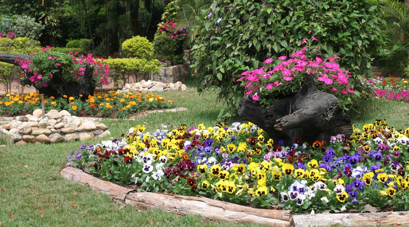 Flores comestíveis: cultive em casa e dê mais saúde e beleza aos seus pratos