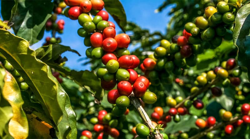 Café orgânico, um café sustentável