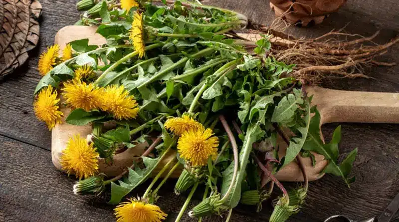 Conheça flores que talvez você não sabia que são comestíveis