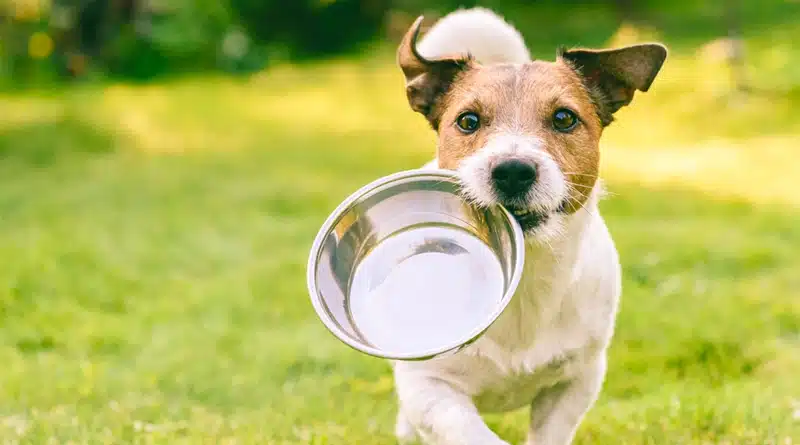 Entenda os benefícios da comida natural para pets