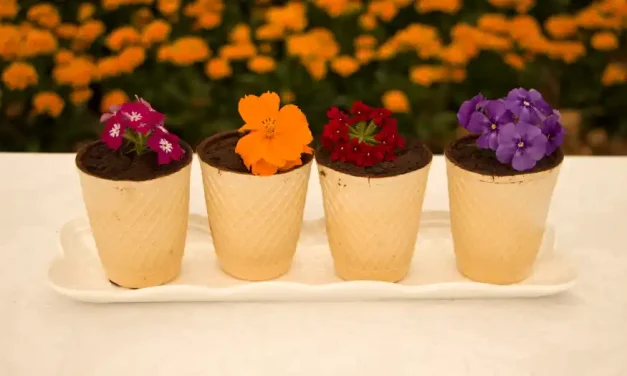 40ª Expoflora se prepara para receber mais de 400 mil visitantes com muita beleza, gastronomia, música e diversão