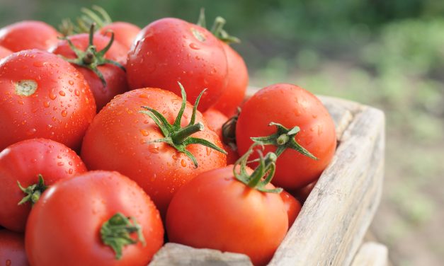 Tomate: rico em nutrientes, versátil em dietas