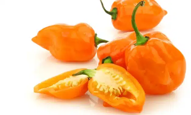 Descubra 3 curiosidades fascinantes sobre a Pimenta-de-Cheiro!