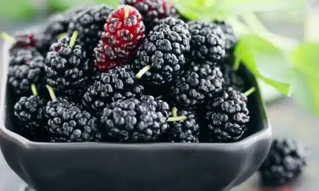 4 fascinantes curiosidades sobre a fruta Amora