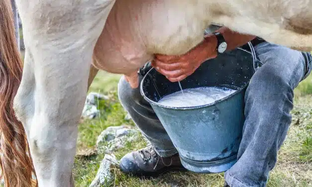 Entenda os riscos do consumo de leite direto da vaca