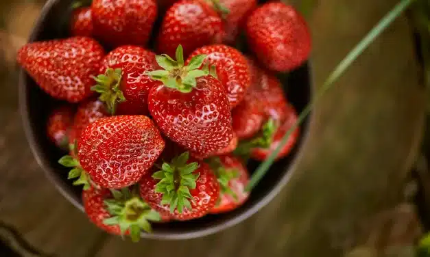 Morangos: a fruta da estação