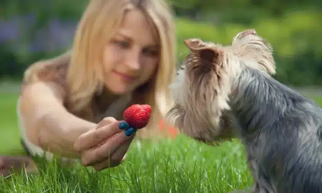 Quais Frutas São Seguras e Saudáveis para o Seu Cachorro!